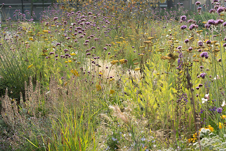 Catharina Amalia Park Apeldoorn Okra