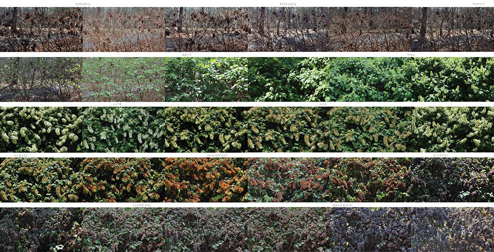 2014asla植物季相研究项目
