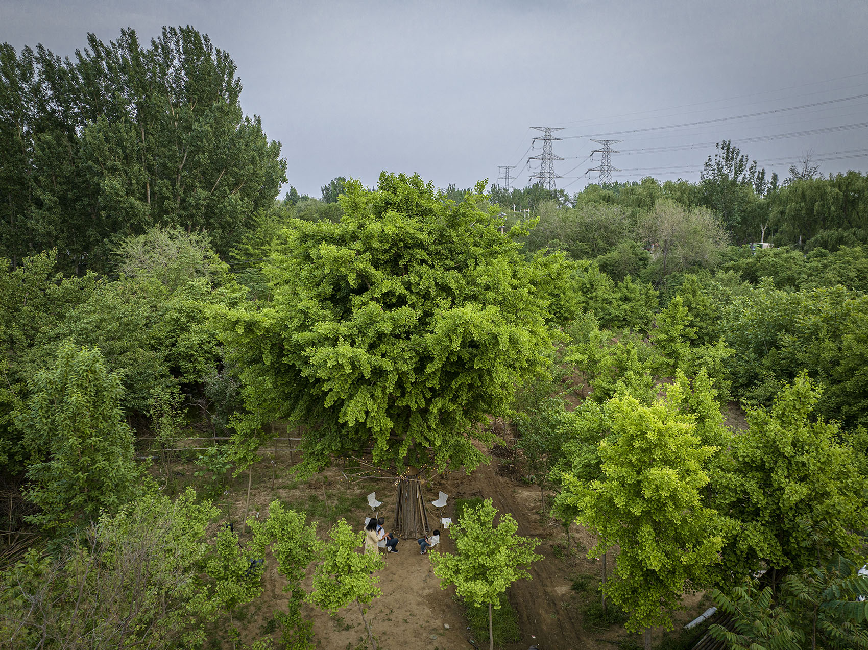 Bamboo Installation Tree of Life by UK Studio 谷德设计网