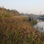 2010ASLA景观专业奖{2}通用设计杰出奖：上海世博后滩公园 / 土人设计