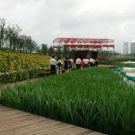 2010ASLA景观专业奖{2}通用设计杰出奖：上海世博后滩公园 / 土人设计