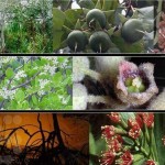 2010ASLA景观专业奖{11}规划与分析荣誉奖：新加坡双溪布格湿地保护区总体规划
