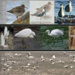 2010ASLA景观专业奖{11}规划与分析荣誉奖：新加坡双溪布格湿地保护区总体规划