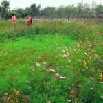 2010ASLA景观专业奖{18}通用设计荣誉奖：天津桥园---适应性调色板 / 土人设计