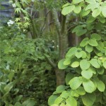 2010ASLA景观专业奖{23}住宅设计荣誉奖：柏丽花园Parkside Garden
