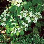 2010ASLA景观专业奖{23}住宅设计荣誉奖：柏丽花园Parkside Garden