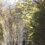 2010ASLA景观专业奖{20}通用设计荣誉奖：剧院疗养地