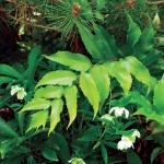 2010ASLA景观专业奖{23}住宅设计荣誉奖：柏丽花园Parkside Garden