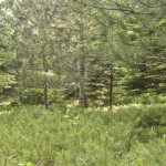 2010ASLA景观专业奖{20}通用设计荣誉奖：剧院疗养地