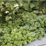 2010ASLA景观专业奖{23}住宅设计荣誉奖：柏丽花园Parkside Garden