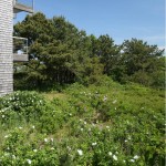 2010ASLA景观专业奖{21}住宅设计荣誉奖：帕梅特谷Pamet Valley