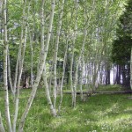 2010ASLA景观专业奖{20}通用设计荣誉奖：剧院疗养地