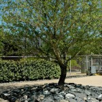 2010ASLA景观专业奖{26}住宅设计荣誉奖：电力住宅 / Hocker Design Group