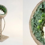 Luciferase by NACHO CARBONELL