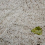 Fleur de Sel降雪的花园 / Jardins de metis reford Gardens