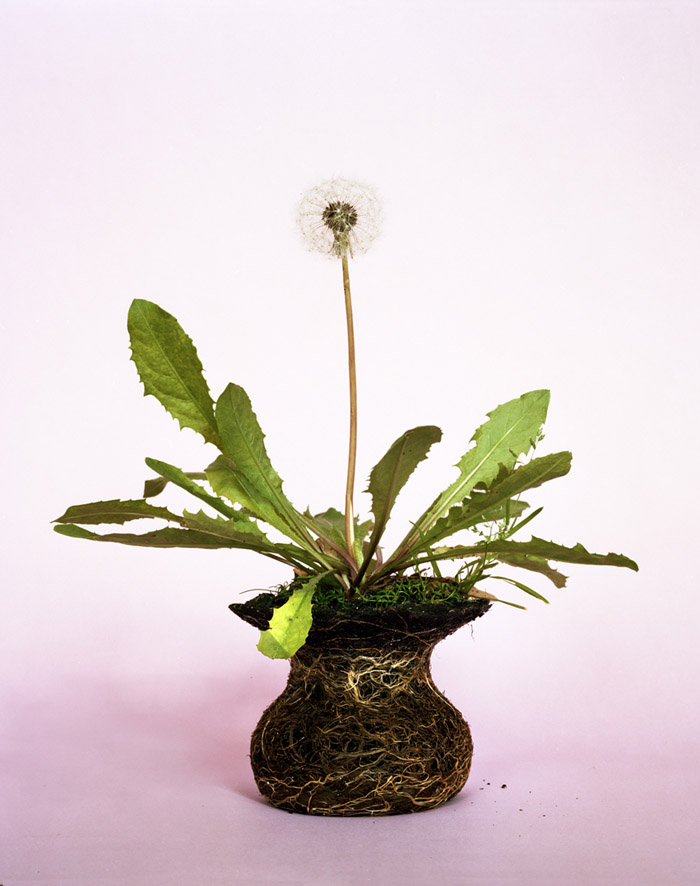 植物艺术品 /diana scherer