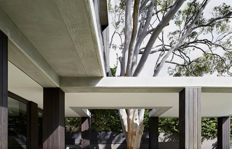 树与宅，悉尼 / B.E Architecture