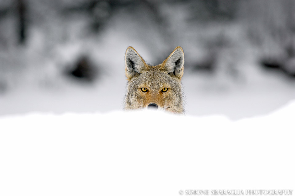 /wp-content/uploads/2015/03/_c_Nvu1ZThQ8y_wTSYWiMmfF_dDrQY5U3qzX2XiE5XiAuUjaHm386LFrkYNjVMErlznwaPWH4aZGmtEzz7JuAAVCBSeLs6rHsJd.jpg