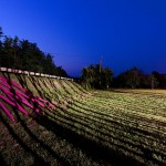 Hello Wood / Architects from 30 countries built their ideal village