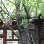 信步辑 – 胡同里的办公室 – 平行世界