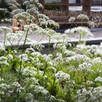 药理花园，瑞士 / Thorbjörn Andersson with Sweco Architects