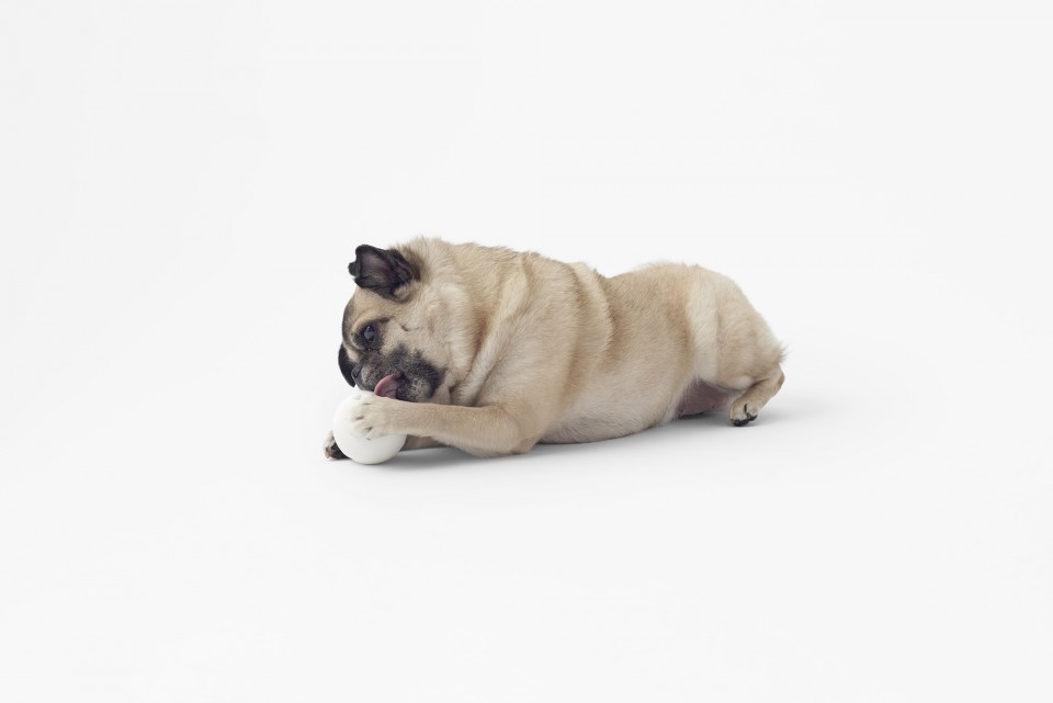 cubic_pet_goods31_akihiro_yoshida