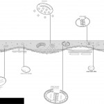 滨水大平台，波尔图 / TOMDAVID ARCHITECTEN