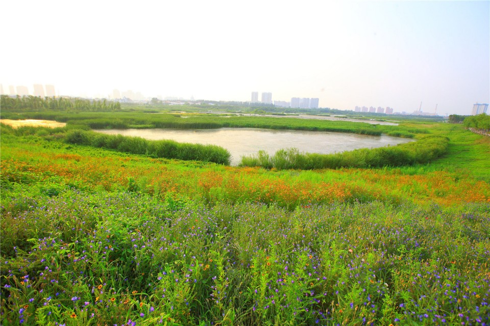 08_The Harbin Cultural Center Wetland Park by Turenscape