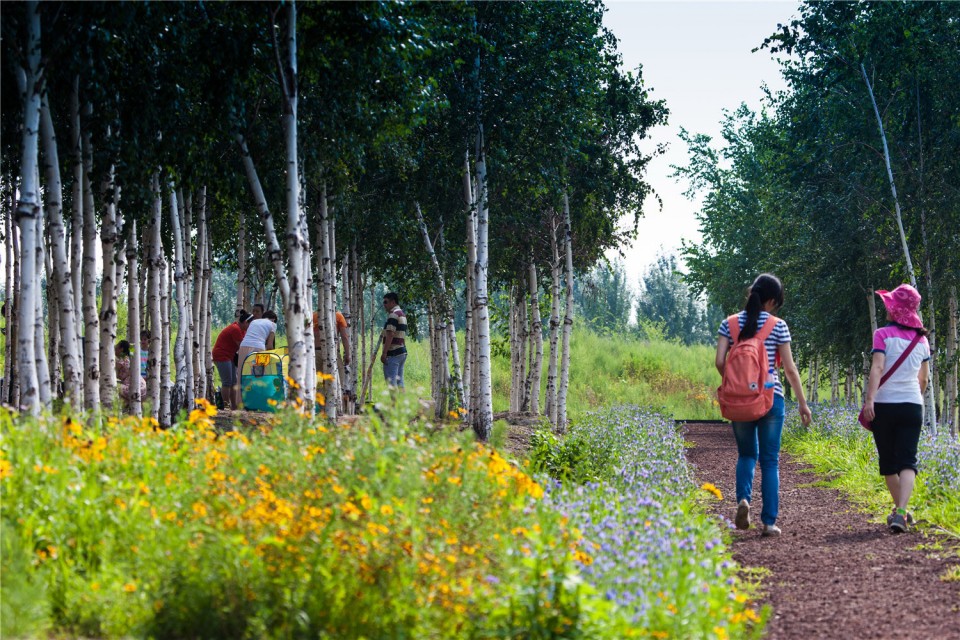 13_The Harbin Cultural Center Wetland Park by Turenscape