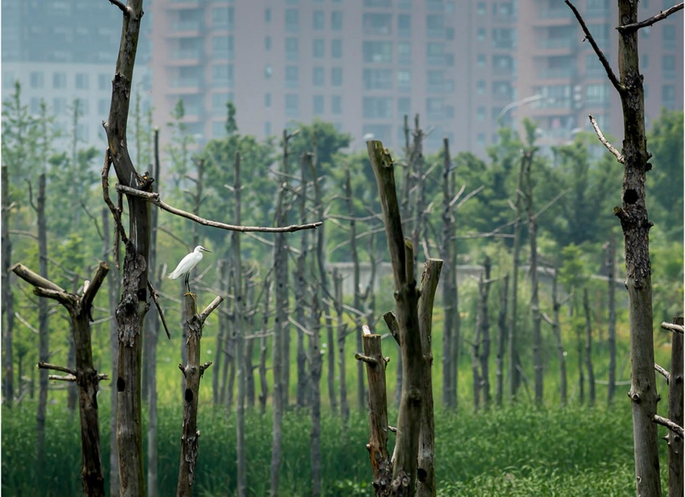 2016 ASLA -NingboEco_14