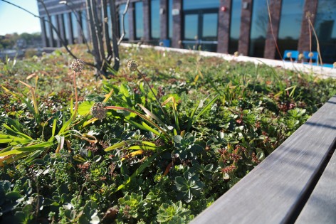 Bolling green roof_05