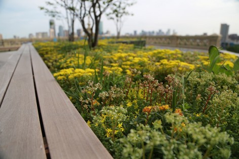 Bolling green roof_06