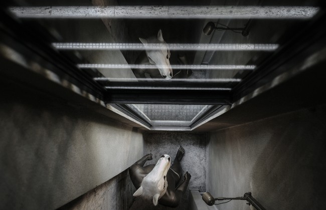 Cheval by Ark4labOfArchitecture-5