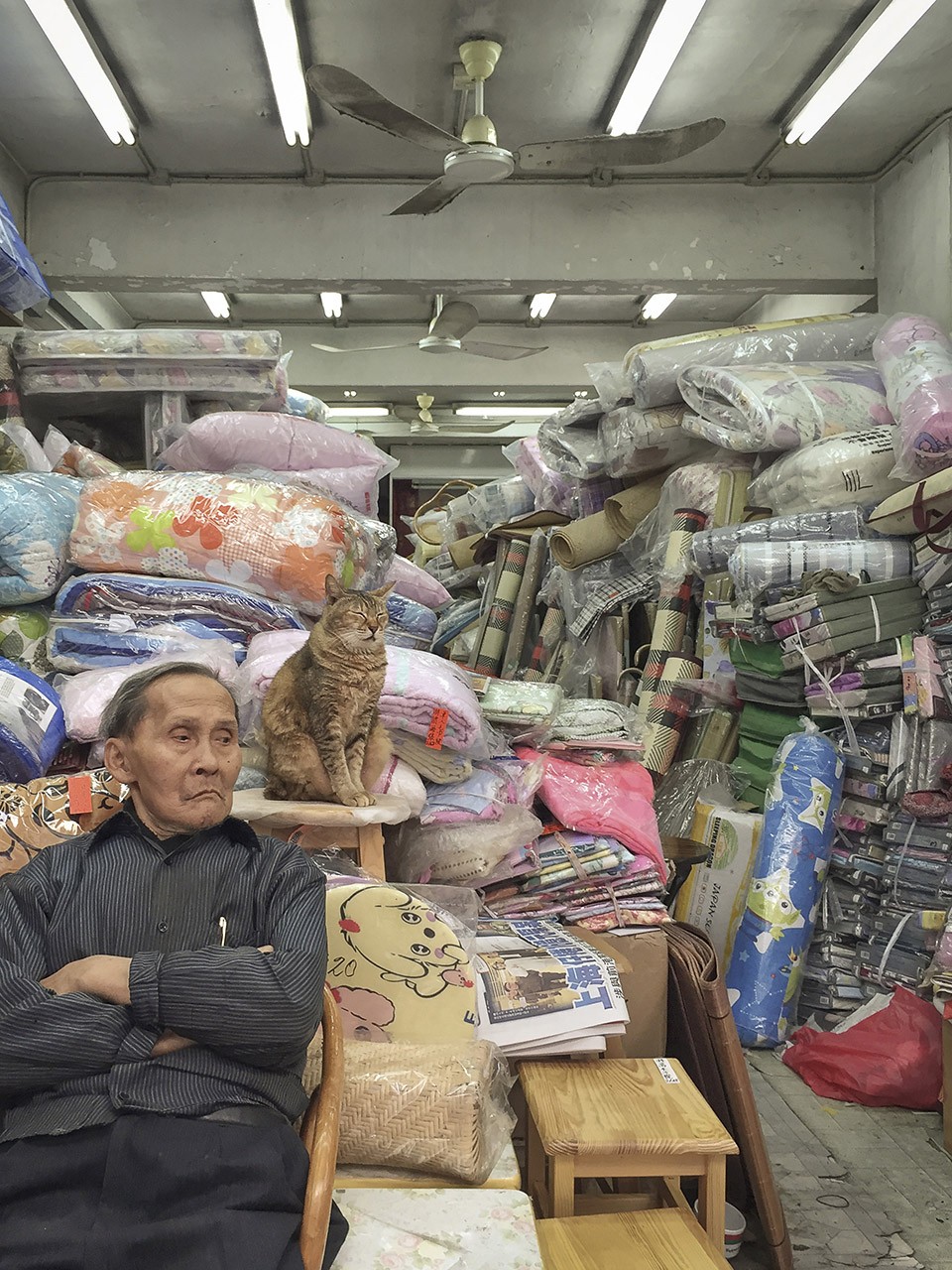 M. Heijnen, HK Shop Cats #14
