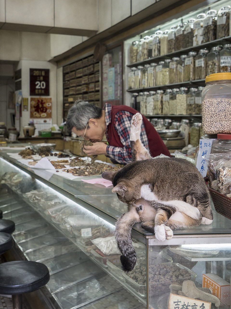 M. Heijnen, HK Shop Cats #18