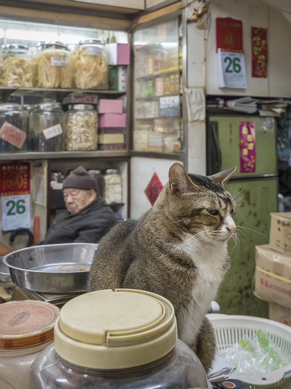 M. Heijnen, HK Shop Cats #19