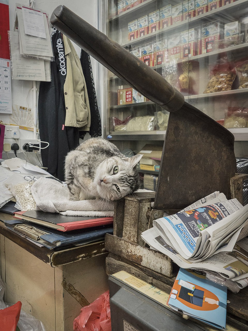 M. Heijnen, HK Shop Cats #35