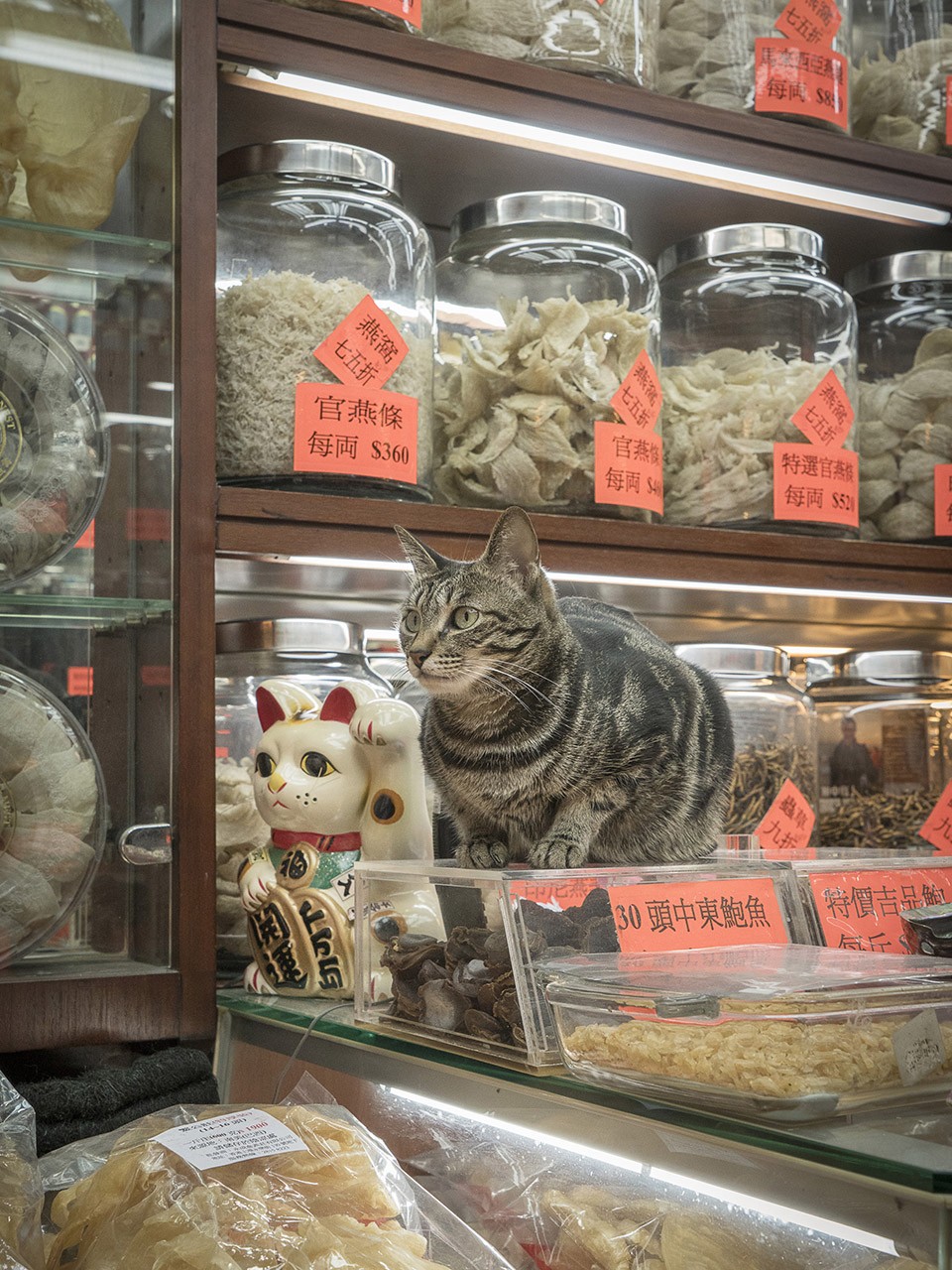 M. Heijnen, HK Shop Cats #37
