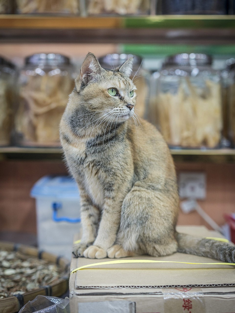 M. Heijnen, HK Shop Cats #46