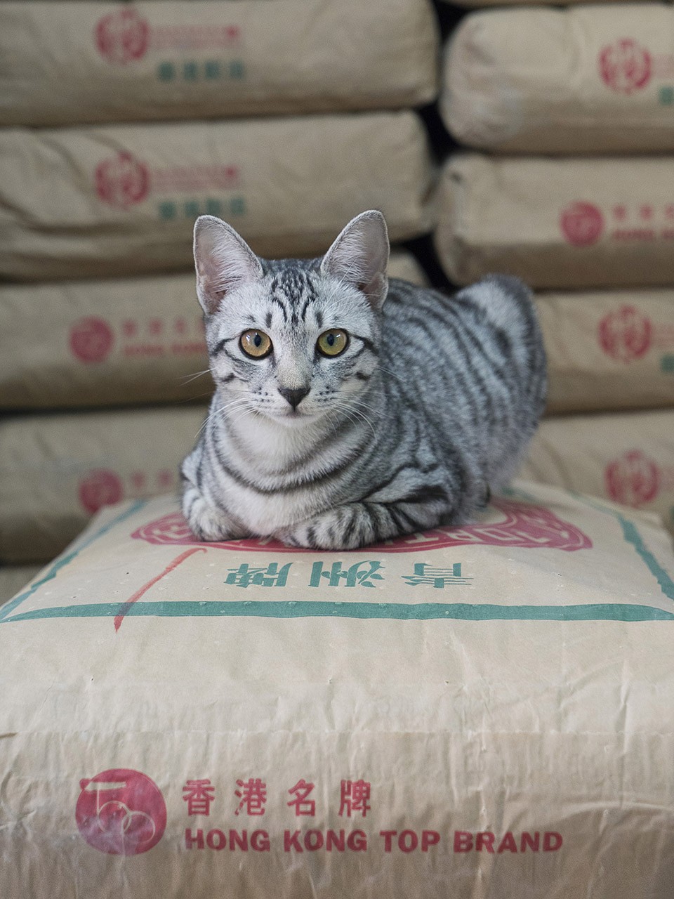 M. Heijnen, HK Shop Cats #50
