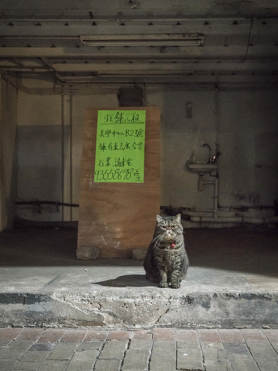 M. Heijnen, HK Shop Cats #59