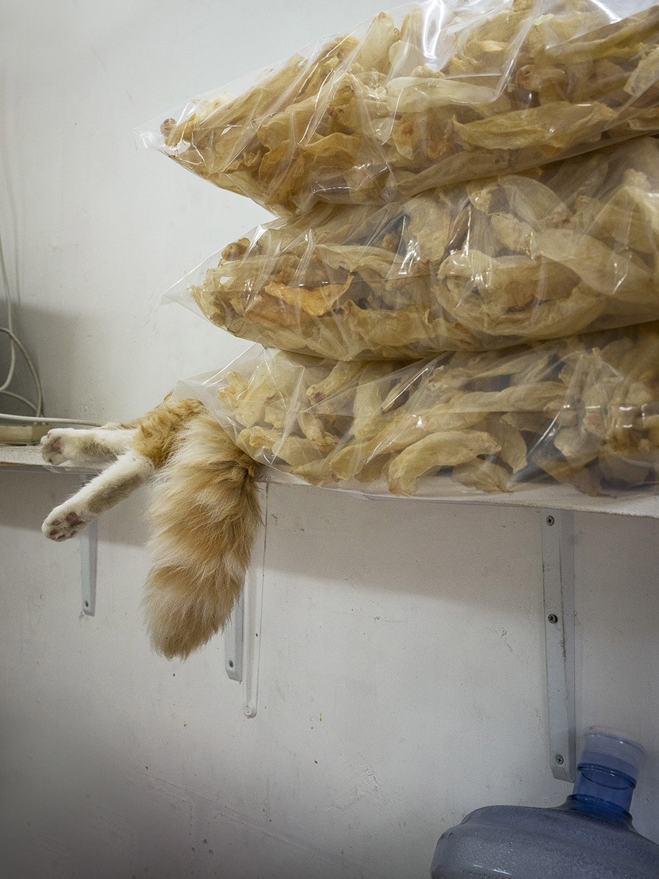 M. Heijnen, HK Shop Cats #63