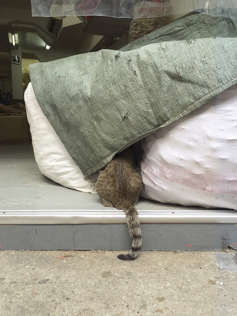 M. Heijnen, HK Shop Cats #64