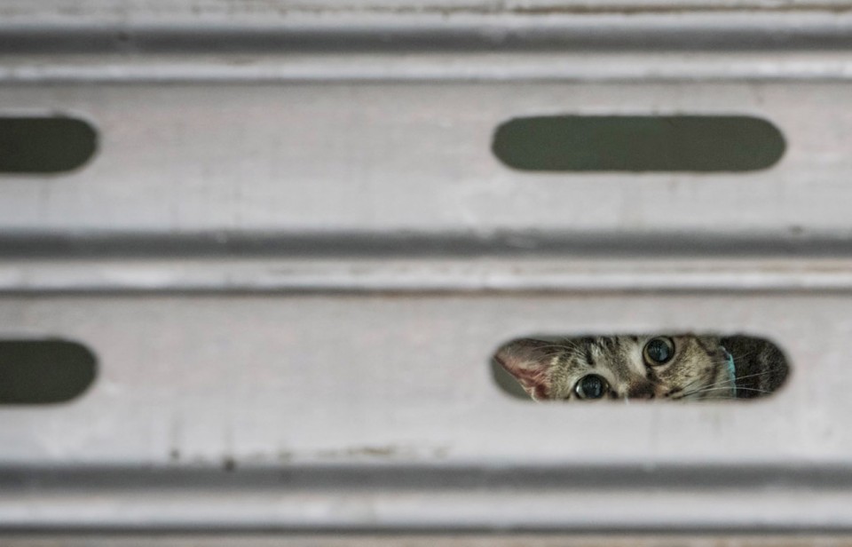 M. Heijnen, HK Shop Cats #6b