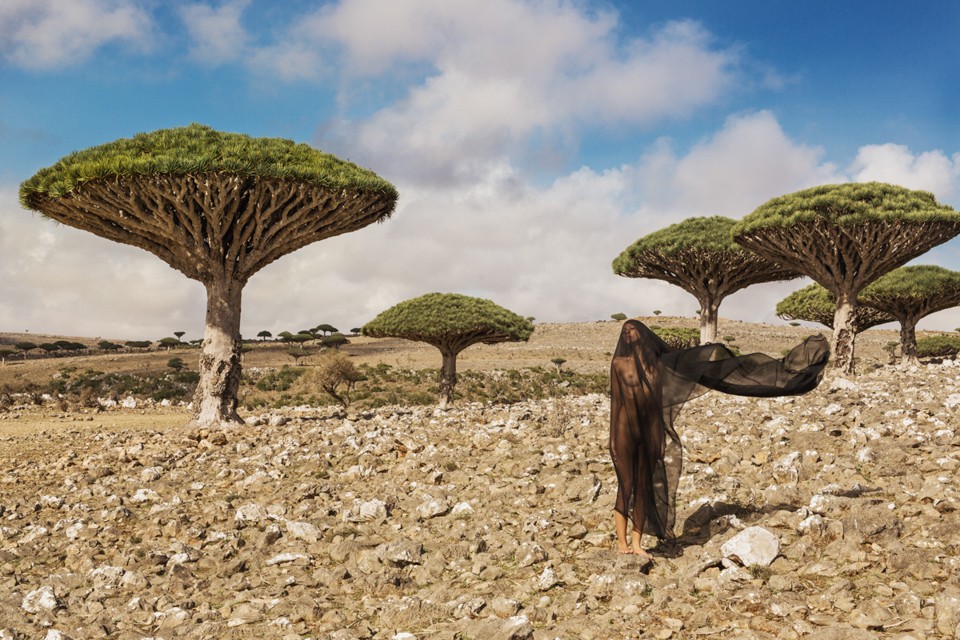 04_CW_DTA_Socotra_Dracaena cinnabari