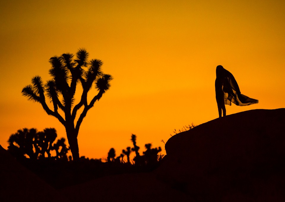 06_CW_DTA_JoshuaTree_Yucca brevifolia