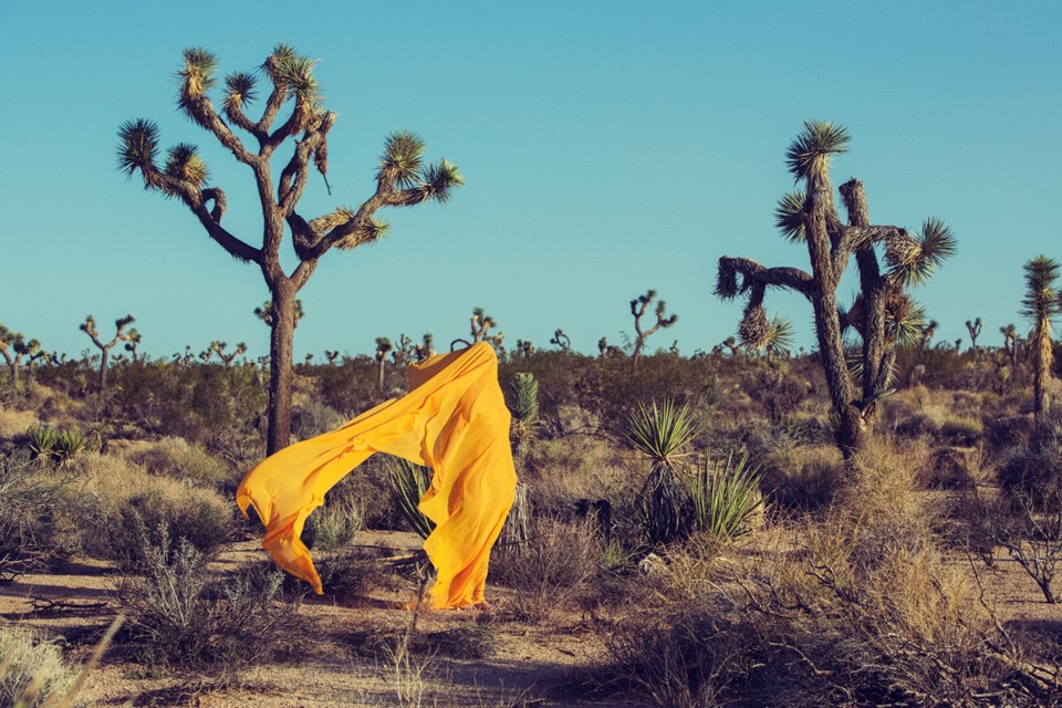07_CW_DTA_JoshuaTree_Encelia actoni