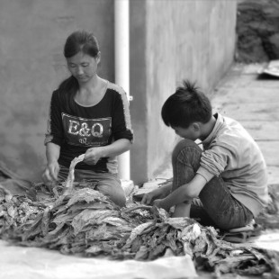 01_Tabacco Curing Barn_Fu Yingbin