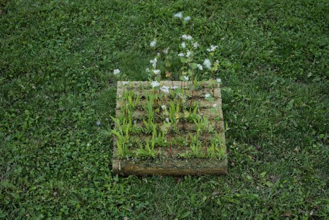 7-plant2_LIKO NOE_BoysPlayNice