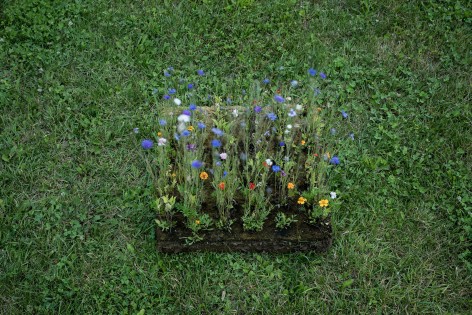7-plant_LIKO NOE_BoysPlayNice